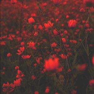 Meet your Posher, Jojo